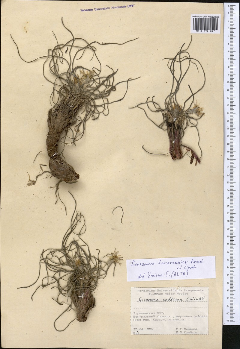 Pseudopodospermum turcomanicum photo 3