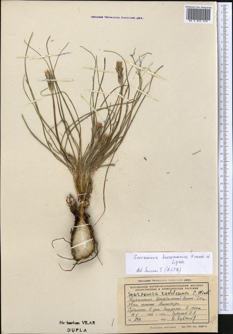 Pseudopodospermum turcomanicum photo 4