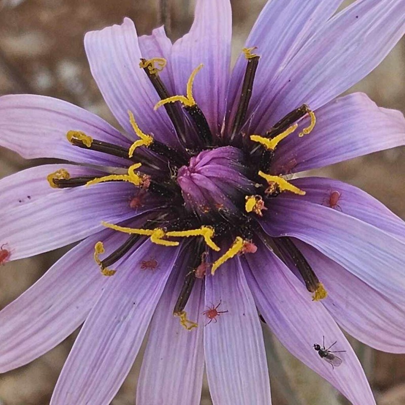 Pseudopodospermum undulatum photo 2