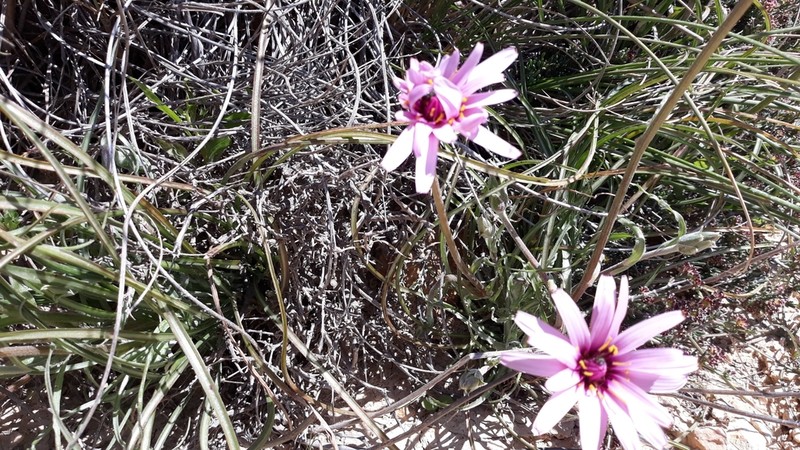 Pseudopodospermum undulatum photo 3