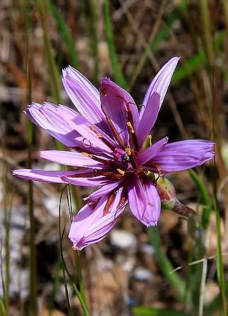 Pseudopodospermum undulatum photo 4
