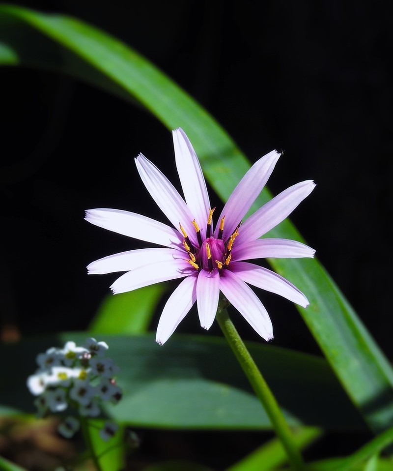 Pseudopodospermum undulatum photo 5