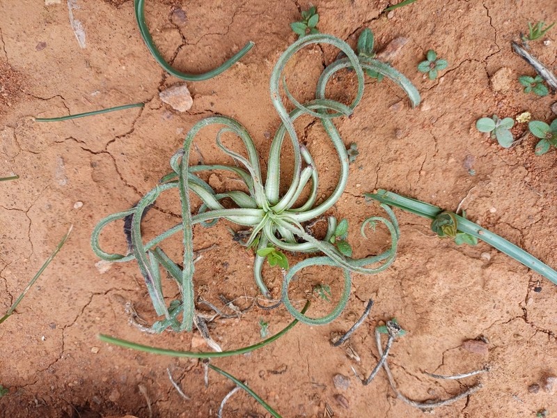 Pseudopodospermum undulatum photo 6