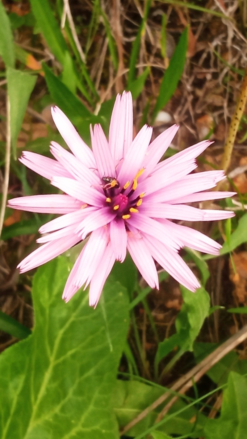 Pseudopodospermum undulatum photo 7