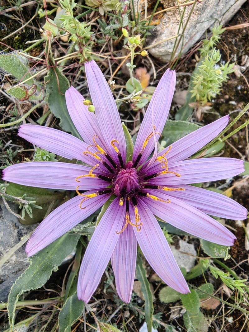 Pseudopodospermum undulatum photo 8