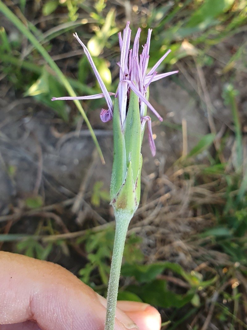 Pseudopodospermum undulatum subsp. deliciosum