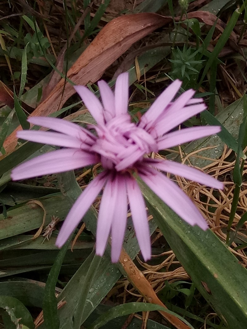 Pseudopodospermum undulatum subsp. deliciosum photo 2