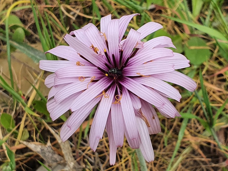 Pseudopodospermum undulatum subsp. deliciosum photo 3