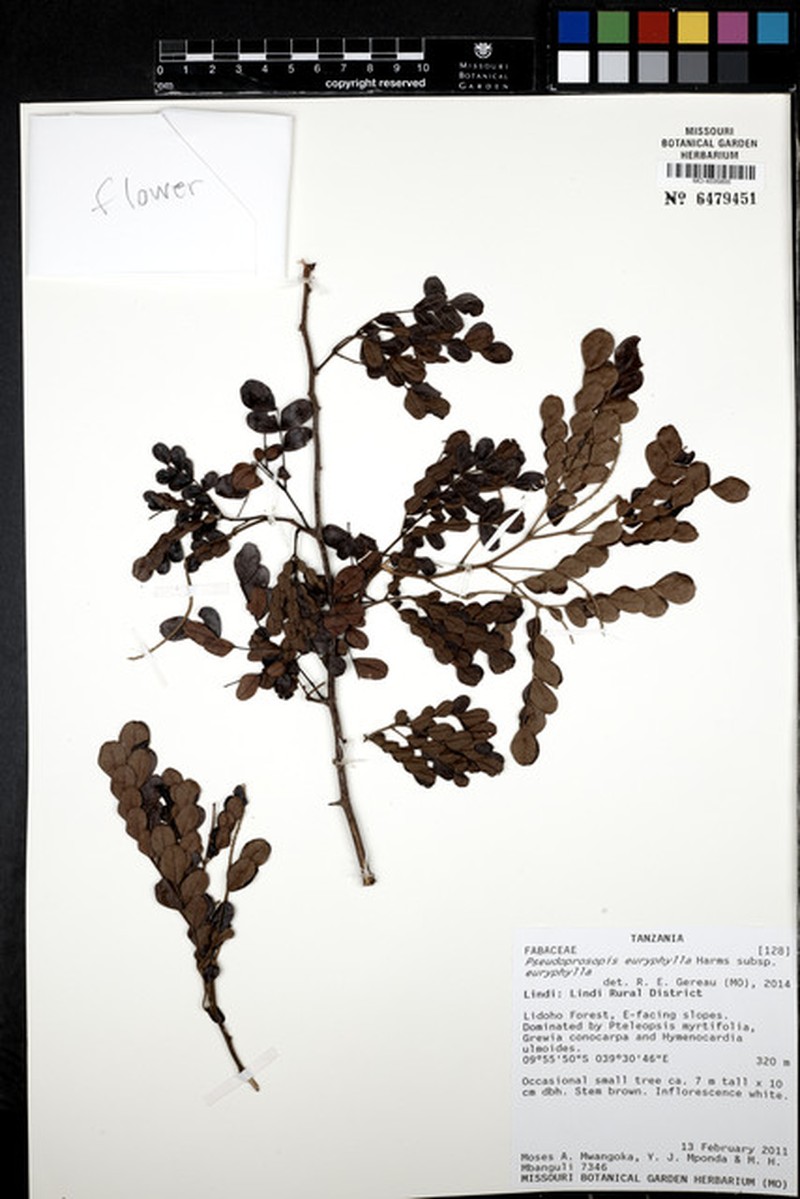 Pseudoprosopis euryphylla subsp. euryphylla