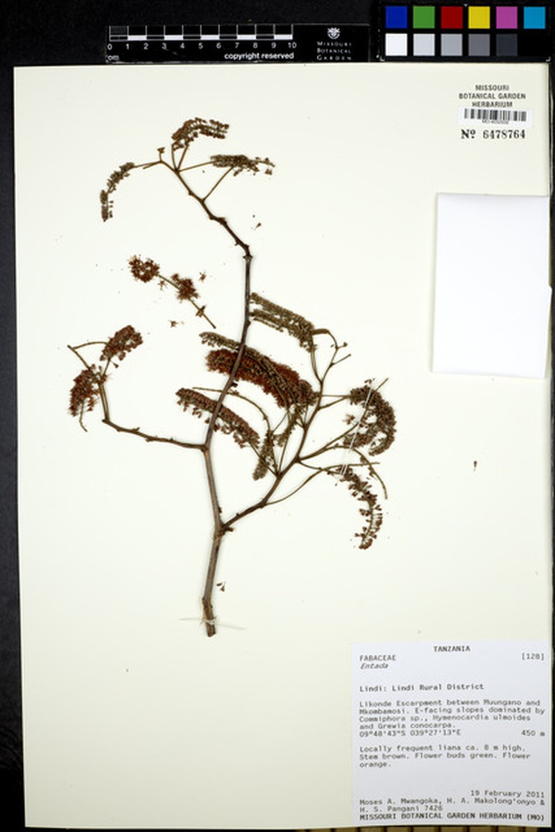 Pseudoprosopis euryphylla subsp. euryphylla photo 2