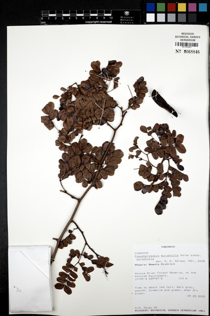 Pseudoprosopis euryphylla subsp. euryphylla photo 3