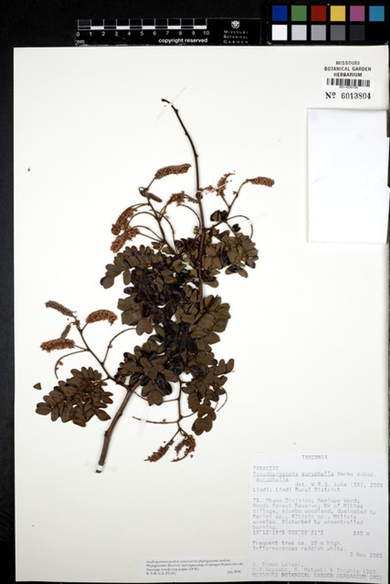 Pseudoprosopis euryphylla subsp. euryphylla photo 4
