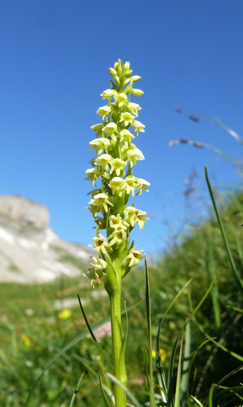 Vanilla-Scented Bog Orchid