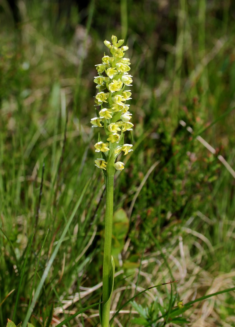 Vanilla-Scented Bog Orchid photo 2
