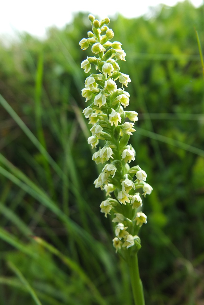 Vanilla-Scented Bog Orchid photo 3