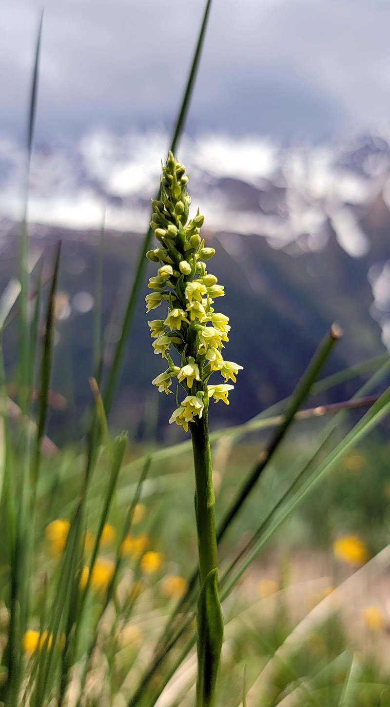 Vanilla-Scented Bog Orchid photo 4