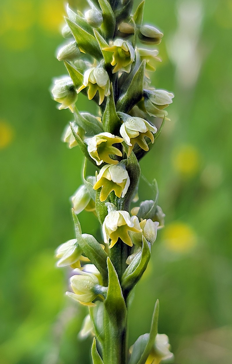Vanilla-Scented Bog Orchid photo 5
