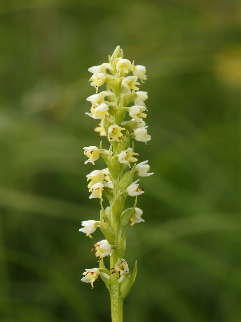 Vanilla-Scented Bog Orchid photo 6
