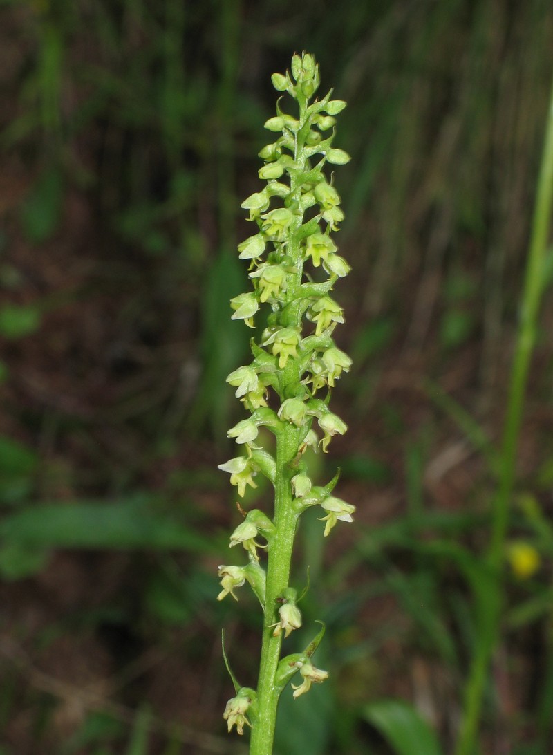 Vanilla-Scented Bog Orchid photo 7