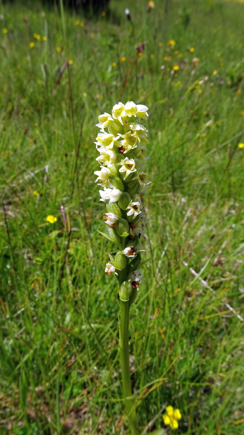 Vanilla-Scented Bog Orchid photo 8