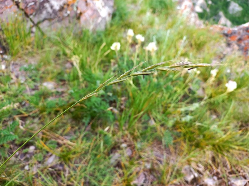 Pseudoroegneria gmelinii