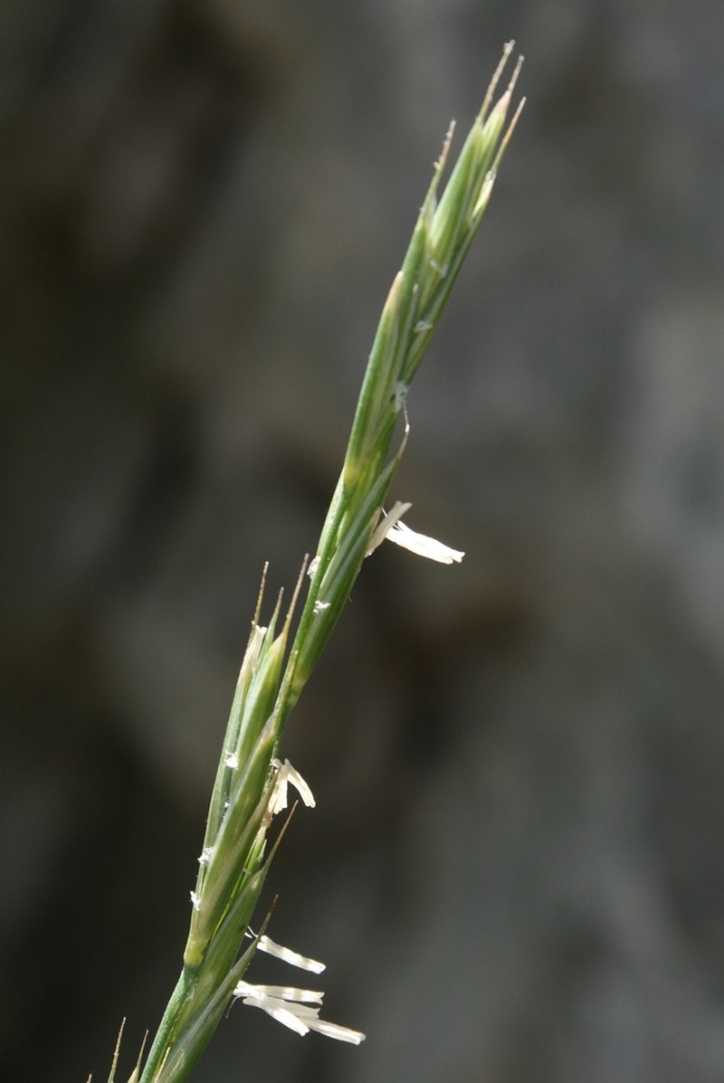 Pseudoroegneria marginata