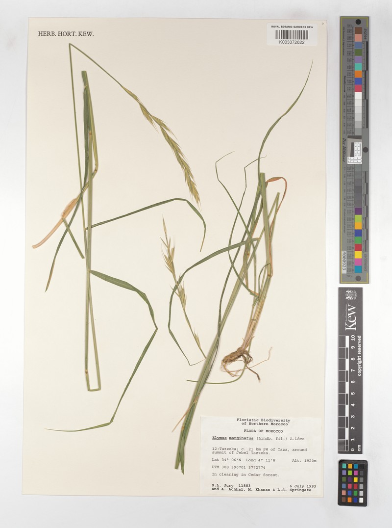 Pseudoroegneria marginata photo 3