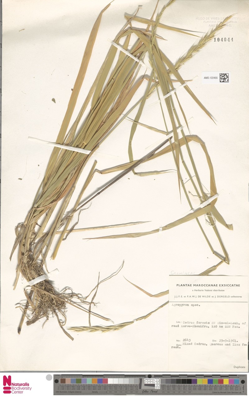 Pseudoroegneria marginata photo 4