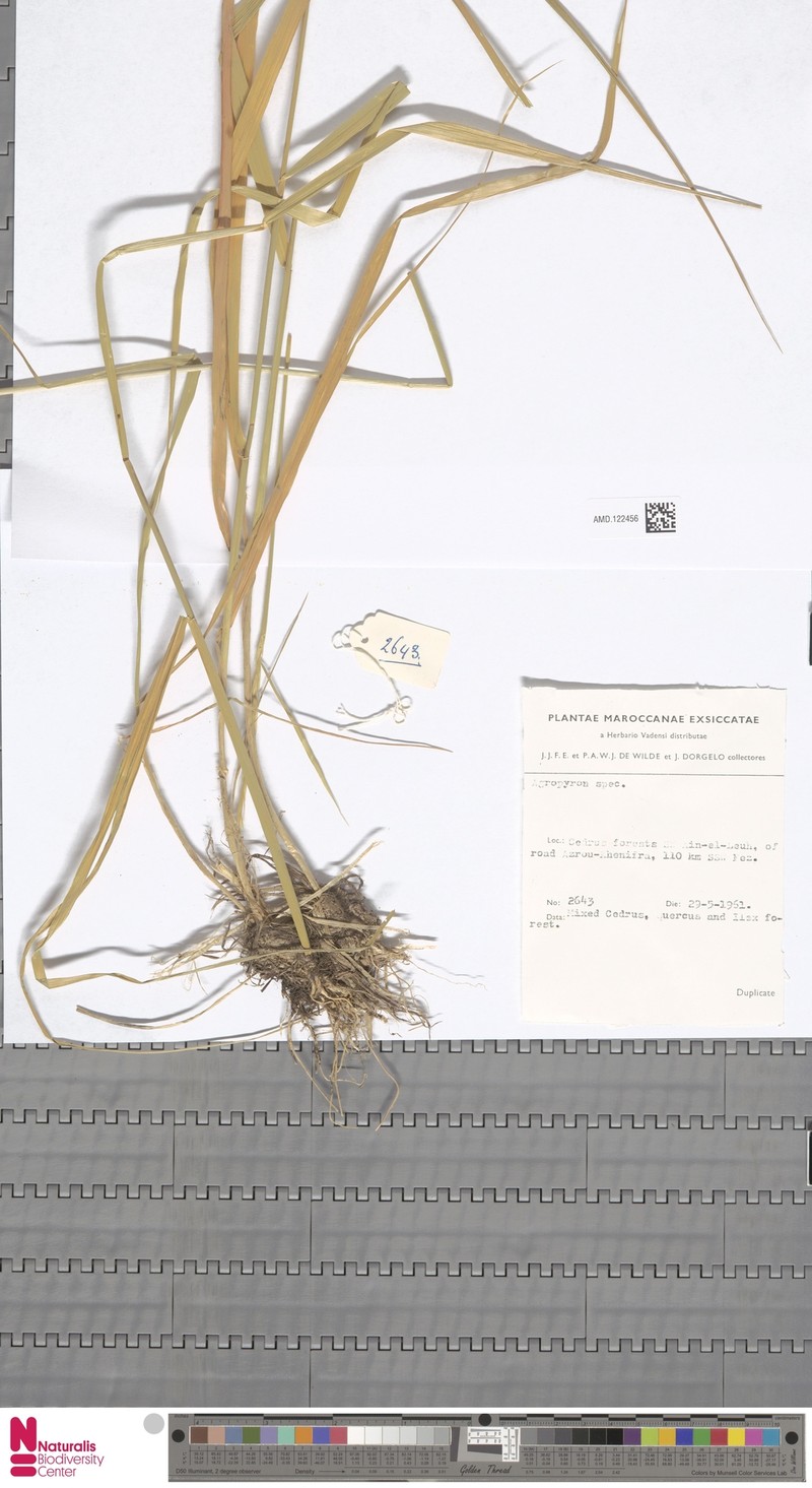 Pseudoroegneria marginata photo 5