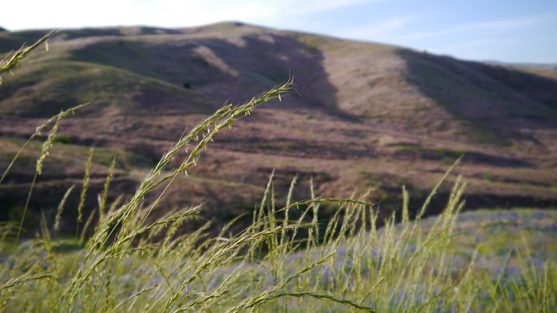 bluebunch wheatgrass photo 4