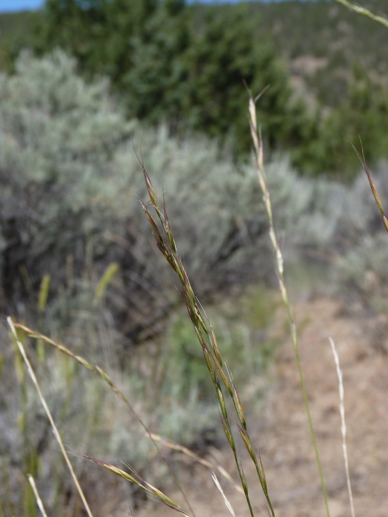 bluebunch wheatgrass photo 5