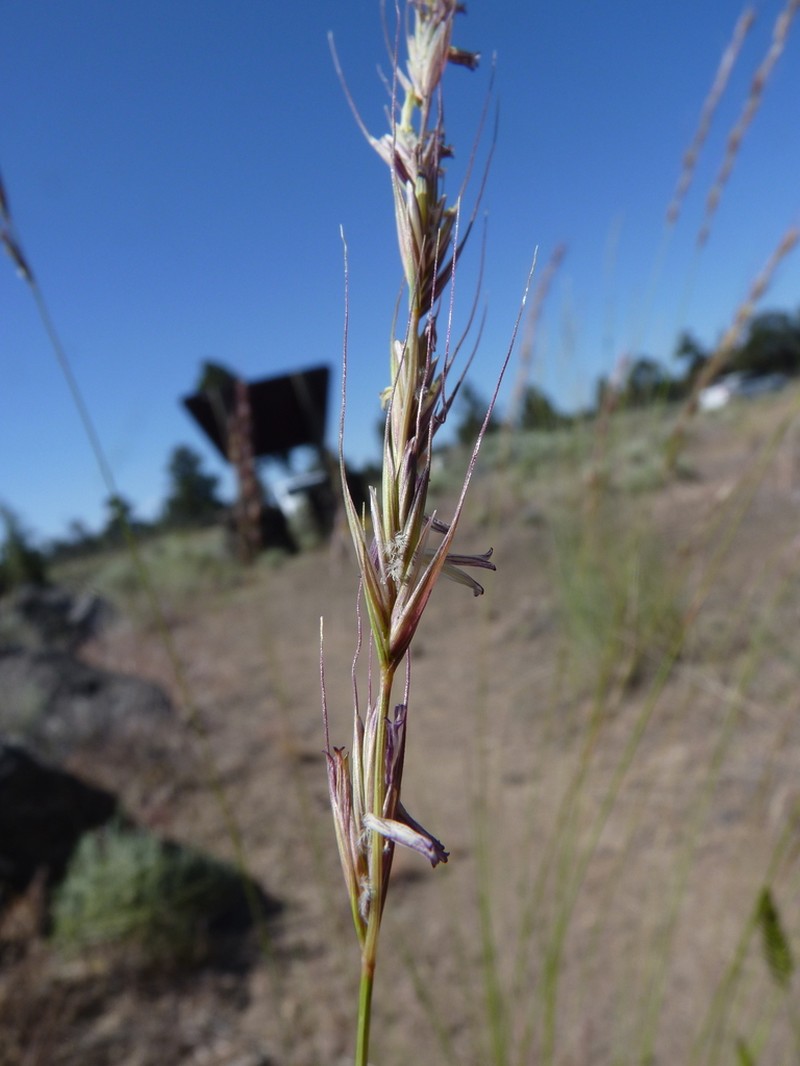 bluebunch wheatgrass photo 6