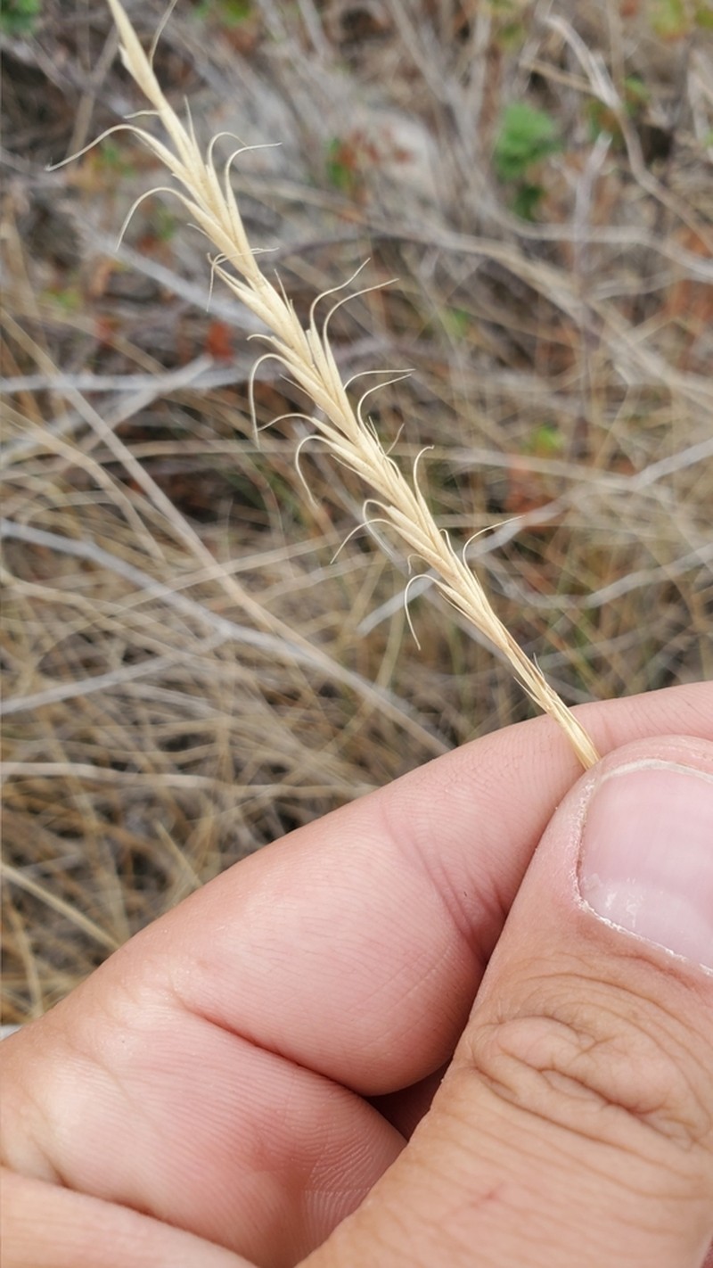 bluebunch wheatgrass photo 7