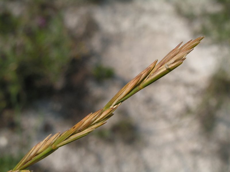 Pseudoroegneria stipifolia