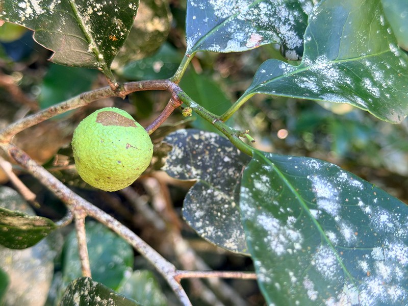 Pseudosalacia streyi