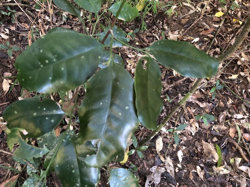 Pseudosalacia streyi photo 2
