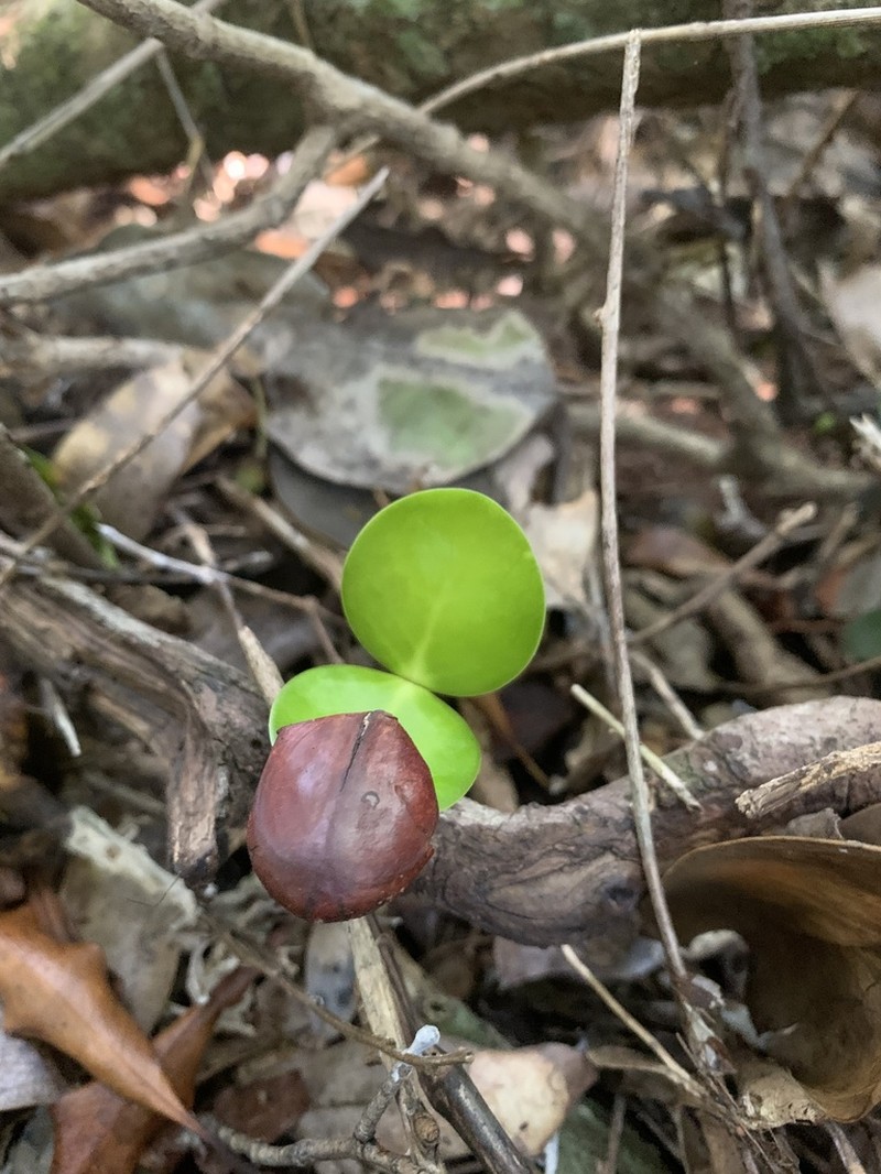 Pseudosalacia streyi photo 3