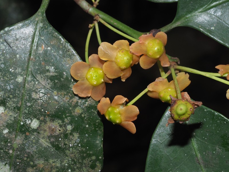 Pseudosalacia streyi photo 4