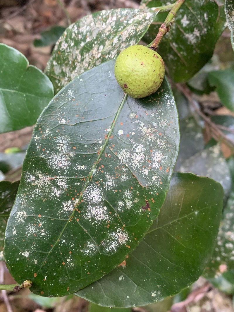 Pseudosalacia streyi photo 5