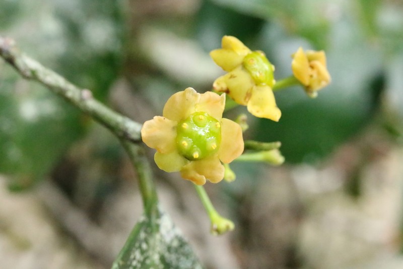 Pseudosalacia streyi photo 7