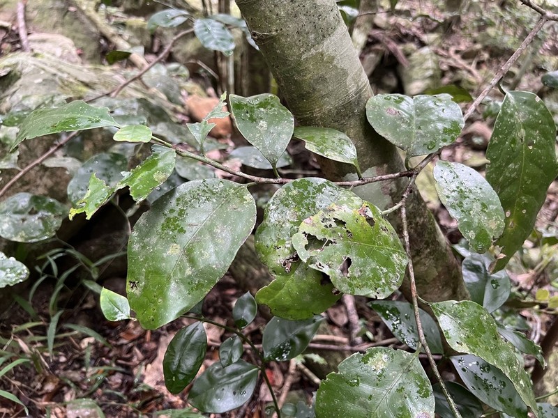 Pseudosalacia streyi photo 8
