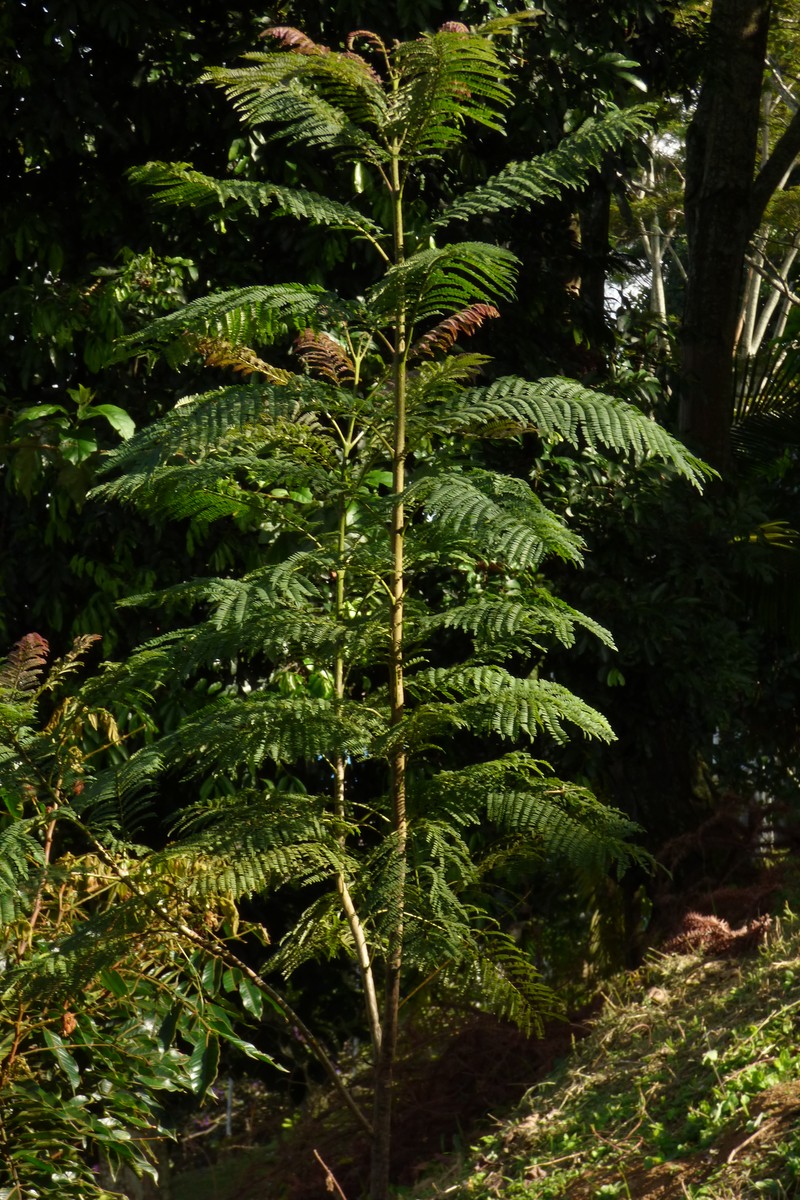 Naked Albizia photo 8