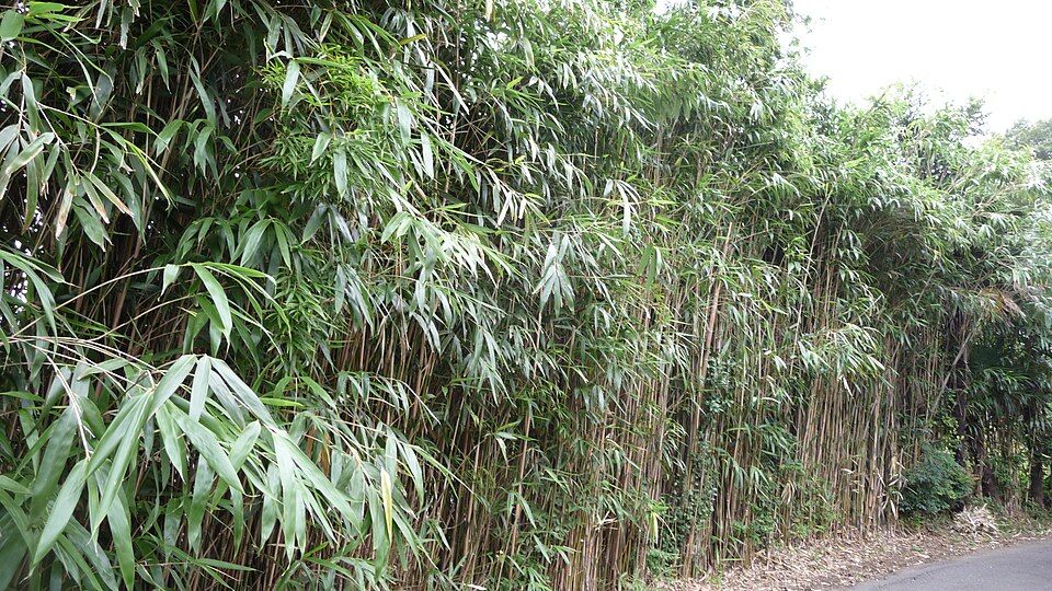 Arrow Bamboo photo 5