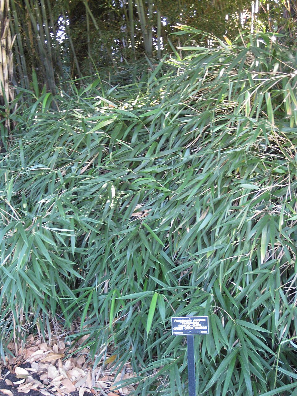 Arrow Bamboo photo 6