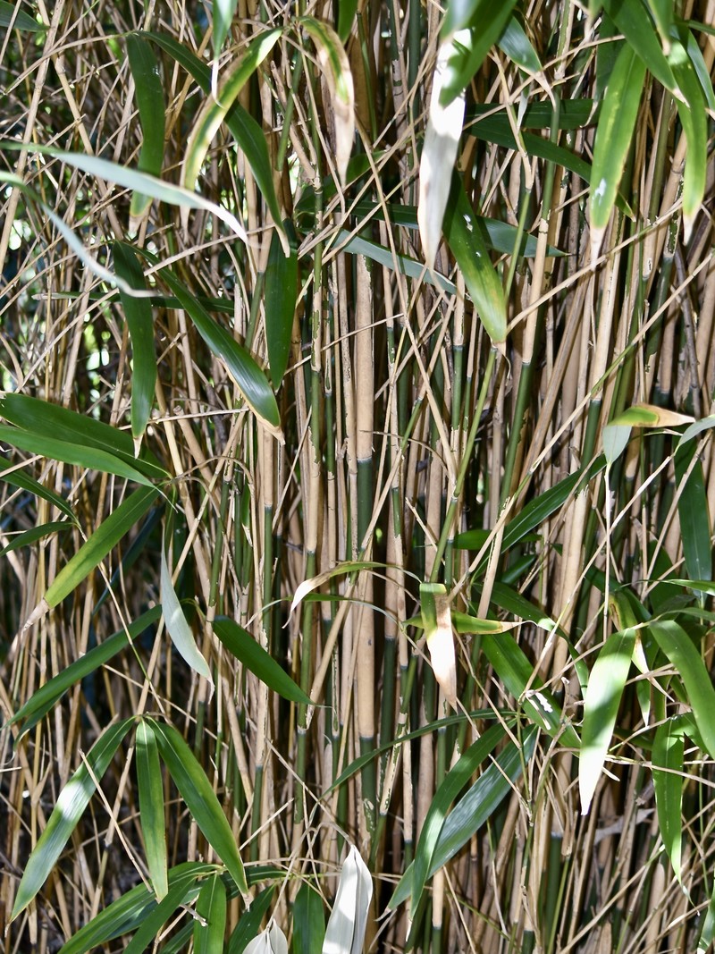 Arrow Bamboo photo 2