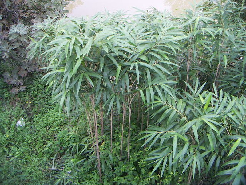 Arrow Bamboo photo 3