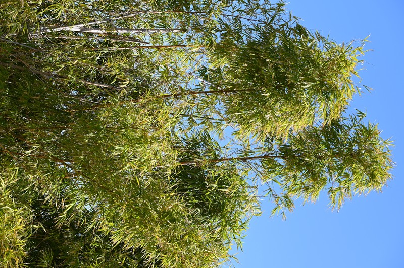 Arrow Bamboo photo 4