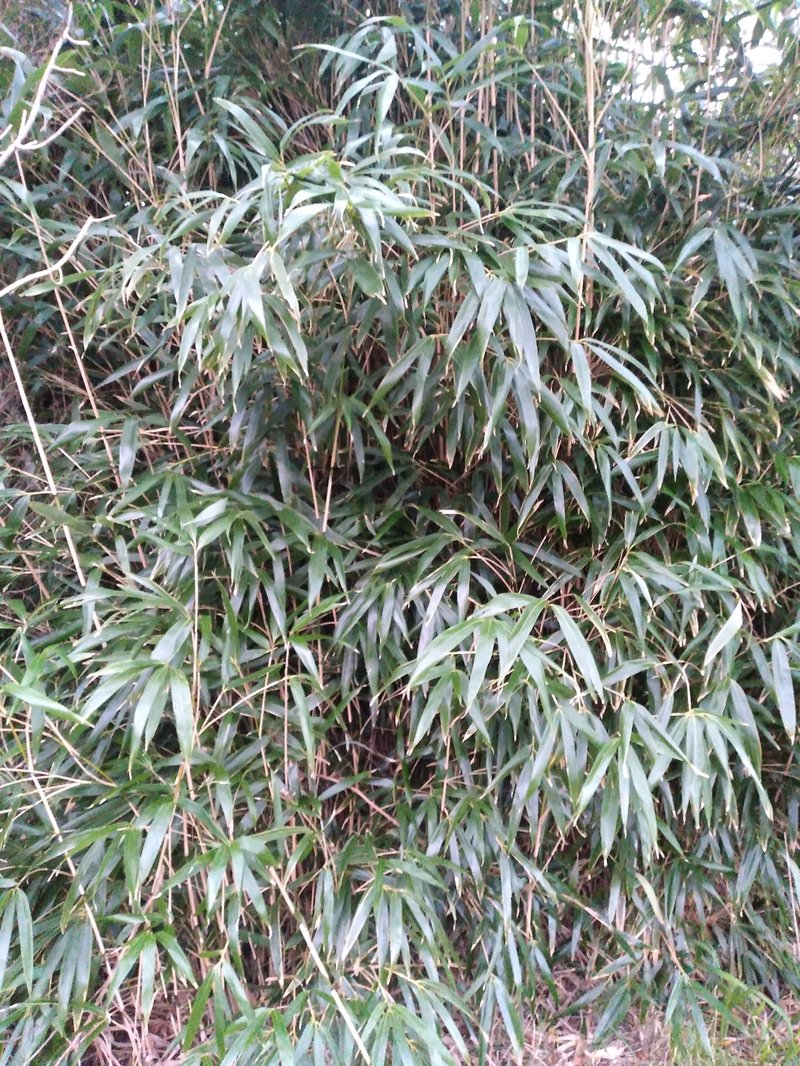 Arrow Bamboo photo 7