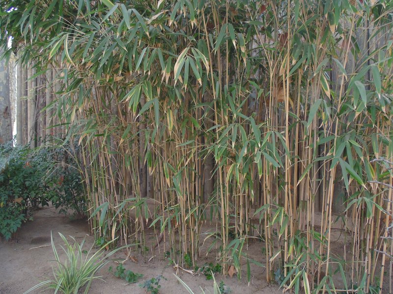 Arrow Bamboo photo 8