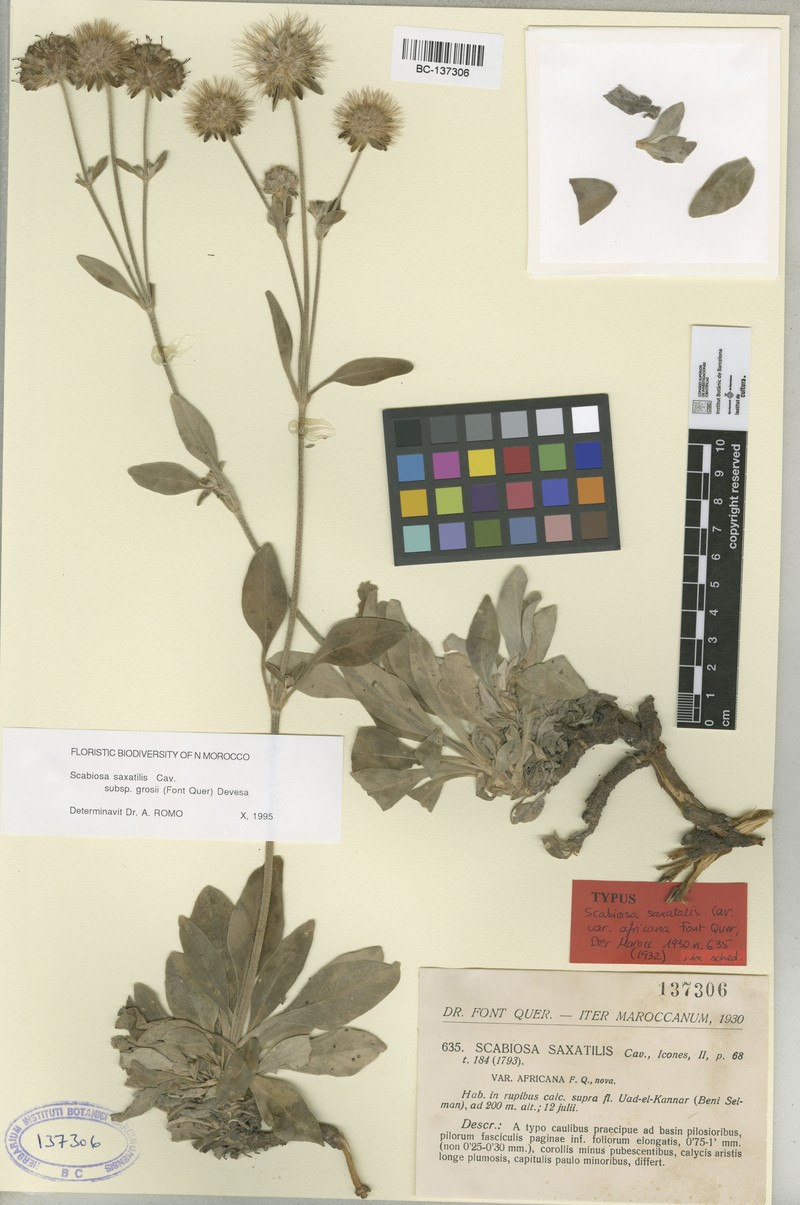 Pseudoscabiosa grosii